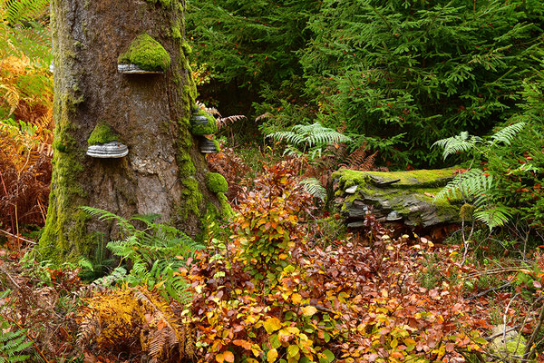 Urwald Nationalpark Eifel