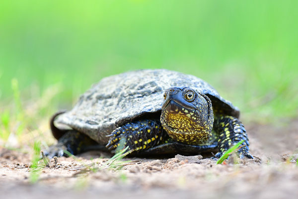 Europäische Sumpfschildkröte