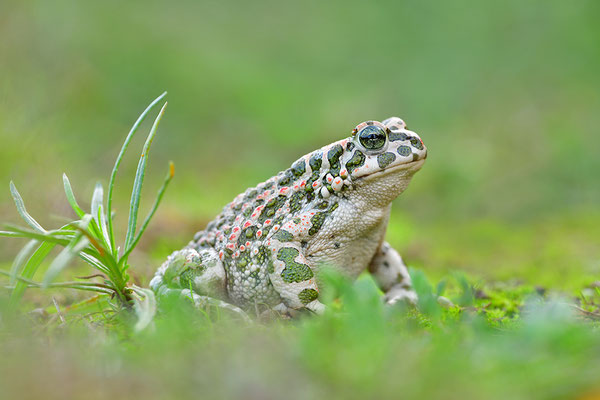 Wechselkröte