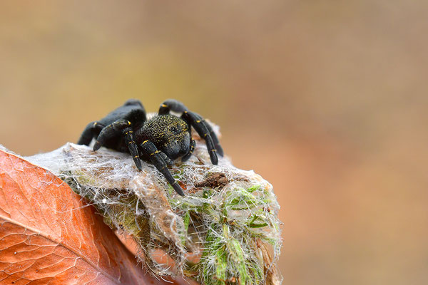 Rote Röhrenspinne, Weibchen