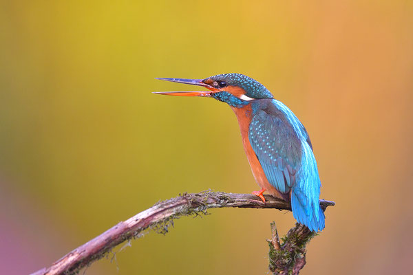Eisvogel Weibchen