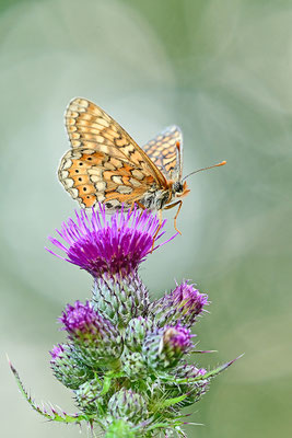 Goldener Scheckenfalter