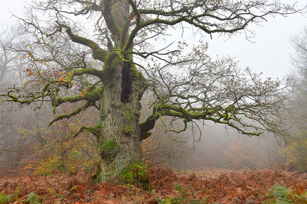 Urwald Sababurg