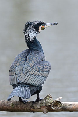 Kormoran