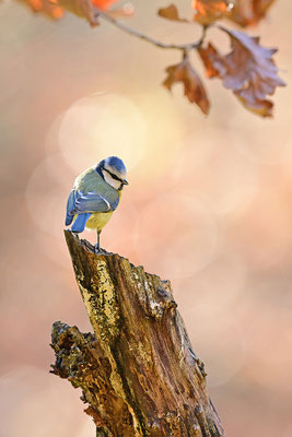 Blaumeise