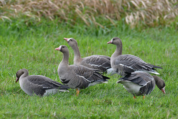 Blässgänse