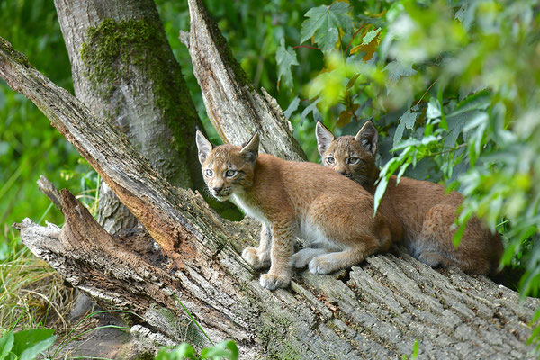 Luchs, Wildpark Anholter Schweiz