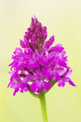 Pyramidenorchis