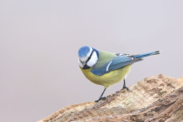Blaumeise