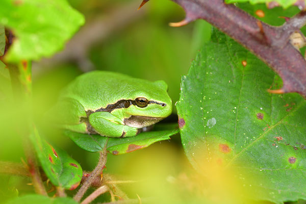 Laubfrosch