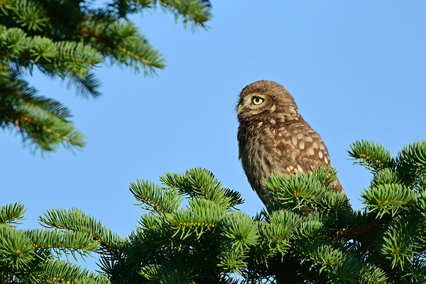 Steinkauz Jungvogel