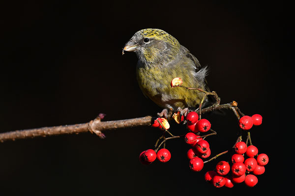 Bindenkreuzschnabel Weibchen