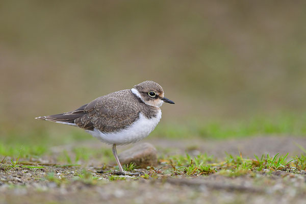 Flussregenpfeifer Jungvogel