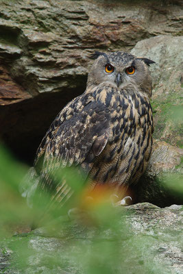 Uhu, Nationalpark Bayrischer Wald Tierfreigelände Neuschönau