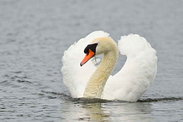 Höckerschwan
