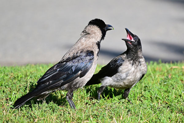 Nebelkrähe Altvogel mit Jungtier
