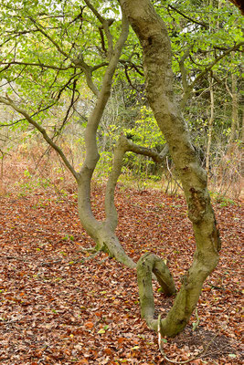 Urwald Sababurg