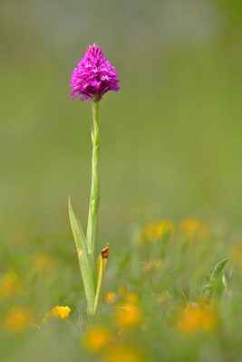 Pyramidenorchis