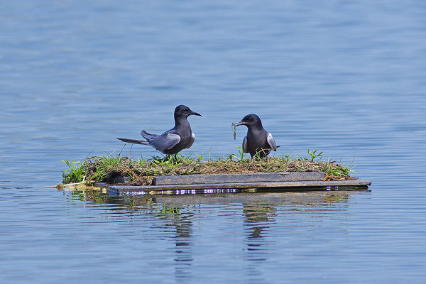 Trauerseeschwalbe Paar