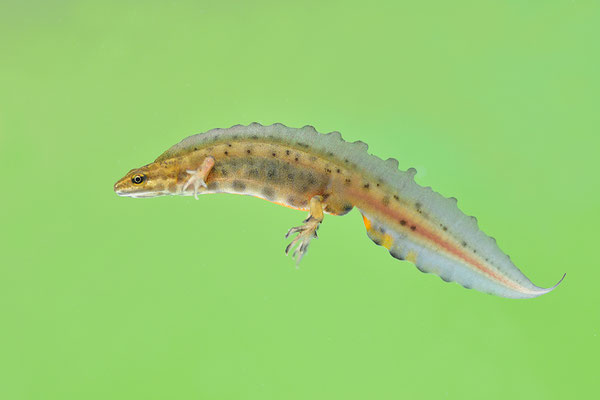 Teichmolch Männchen