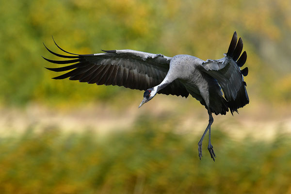 Kranich im Flug