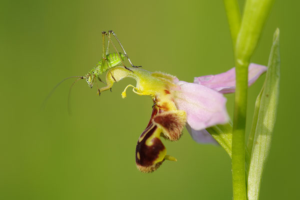 Bienenragwurz Detail mit junger Sichelschrecke