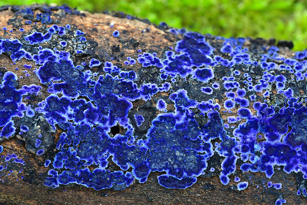 Blauer Rindenpilz