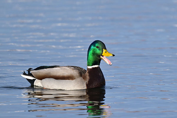 Stockente