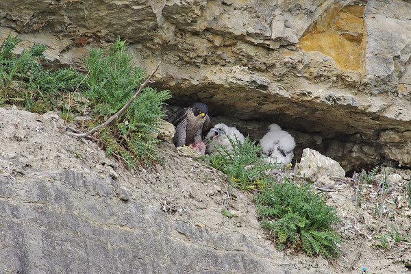 Wanderfalke am Nest