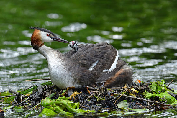 Haubentaucher mit Jungvogel am Nest