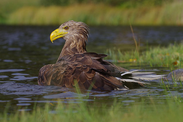 Seeadler beim Baden