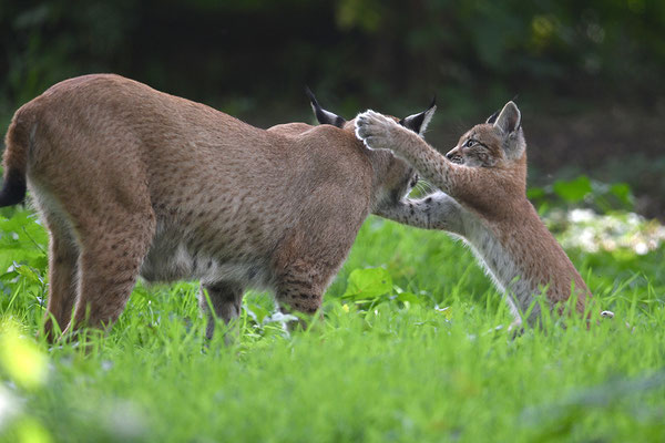 Luchs, Wildpark Anholter Schweiz