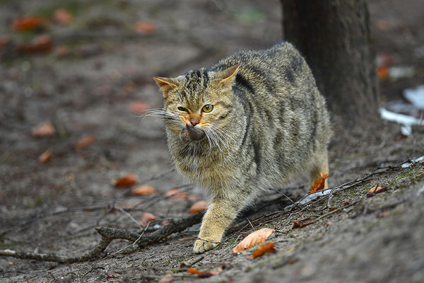 Wildkatze mit erbeuteter Spitzmaus