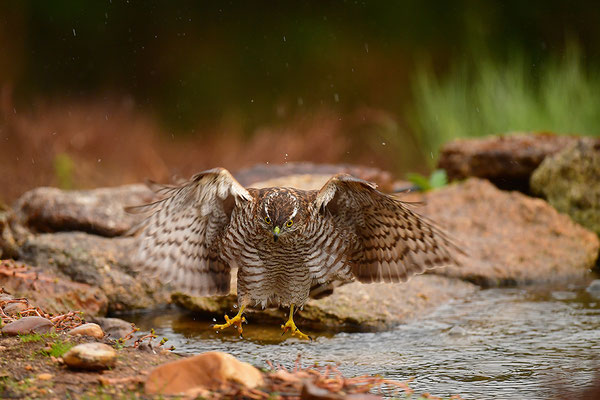 Sperber beim Baden