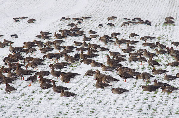 Blässgans auf Winteracker