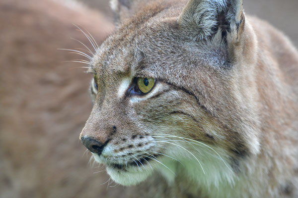 Luchs, Kopfportrait, Wildpark Anholter Schweiz