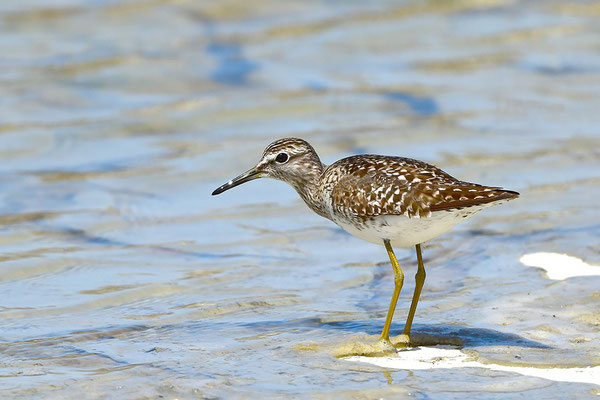 Bruchwasserläufer