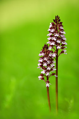 Purpurknabenkraut
