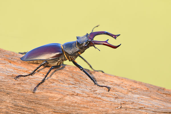 Hirschkäfer Männchen im Abendlicht
