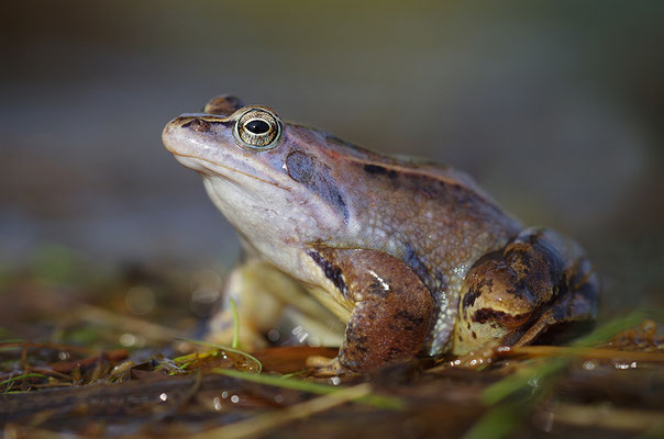 Moorfrosch