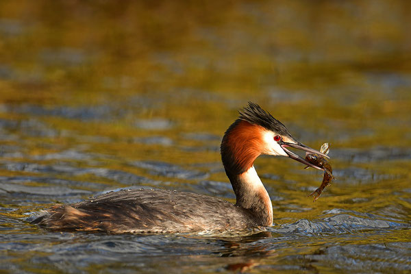 Haubentaucher mit erbeutetem Fisch