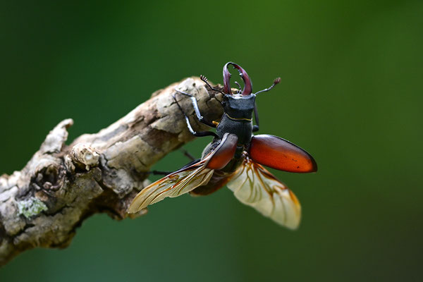 Hirschkäfer im Abflug