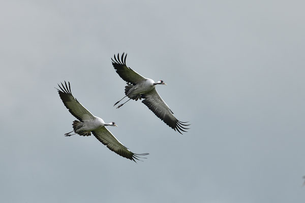 Kraniche im Flug