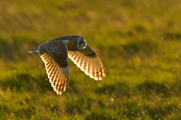 Sumpfohreule im Flug