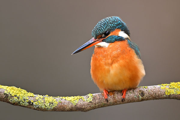 Eisvogel Weibchen