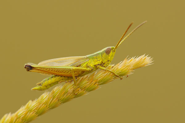 Goldschrecke Männchen