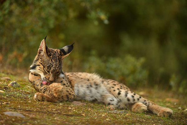 Pardelluchs
