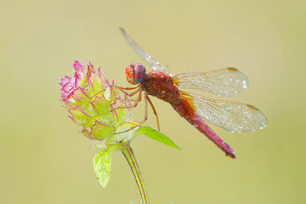 Feuerlibelle Männchen