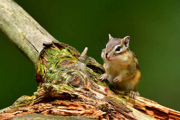 Sibirisches Streifenhörnchen