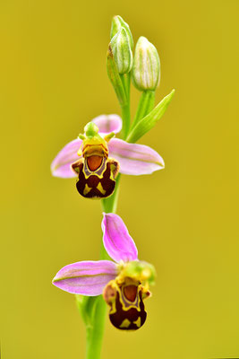 Bienenragwurz Detail